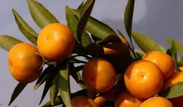 金秋沙糖桔市場價格多少錢一斤 金秋沙糖桔的優(yōu)點和缺點