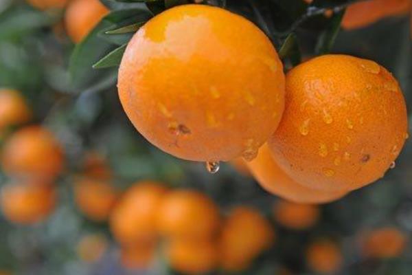 金秋沙糖桔市場價格多少錢一斤 金秋沙糖桔的優(yōu)點和缺點