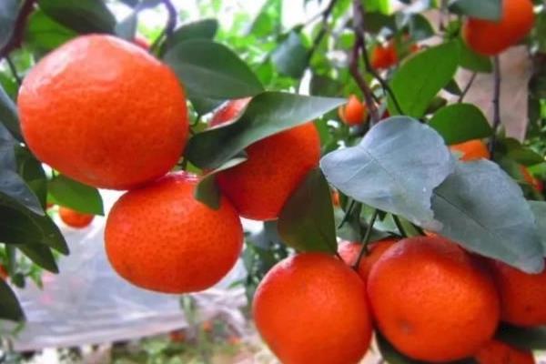 金秋沙糖桔種植技術(shù) 金秋沙糖桔前景如何