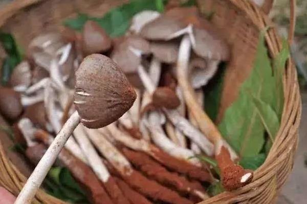 荔枝菌市場價格多少錢一斤 荔枝菌是不是雞樅菌