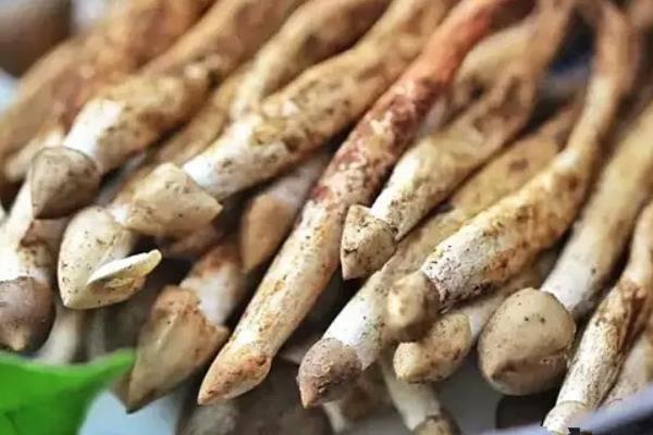 荔枝菌市場價格多少錢一斤 荔枝菌是不是雞樅菌