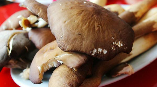 荔枝菌市場價格多少錢一斤 荔枝菌是不是雞樅菌