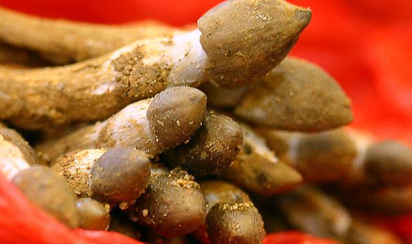 荔枝菌市場價格多少錢一斤 荔枝菌是不是雞樅菌