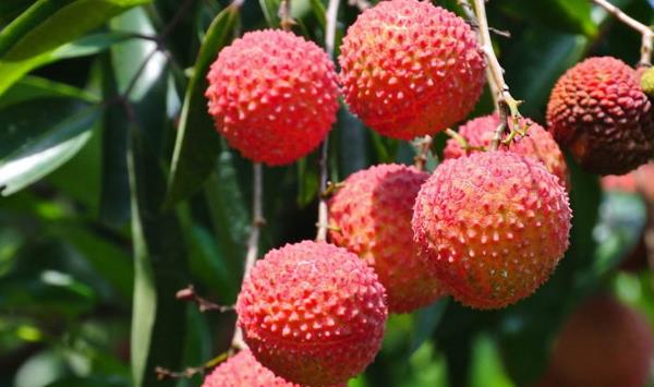 荔枝市場(chǎng)價(jià)格多少錢一斤 荔枝皮變黑是什么原因