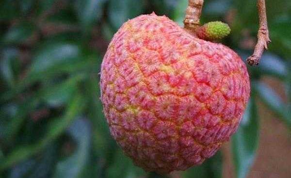 荔枝怎么分辨好壞 荔枝長毛了還能吃嗎