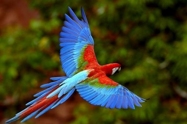 中型鸚鵡有哪些品種 哪些鸚鵡買了不犯法