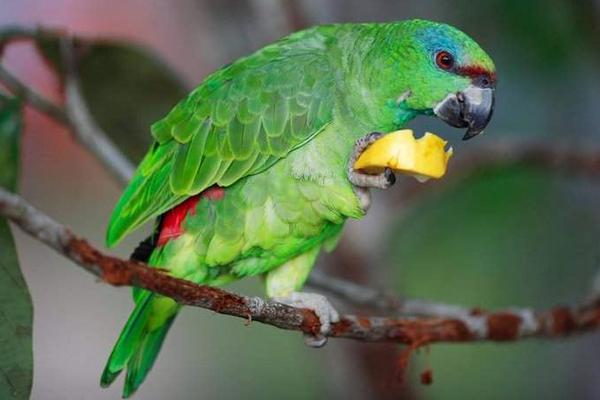 中型鸚鵡有哪些品種 哪些鸚鵡買了不犯法