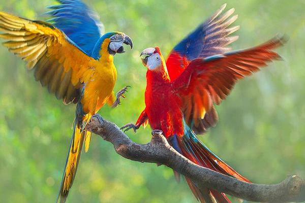 中型鸚鵡有哪些品種 哪些鸚鵡買了不犯法