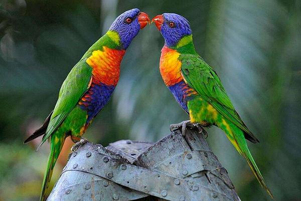 中型鸚鵡有哪些品種 哪些鸚鵡買了不犯法