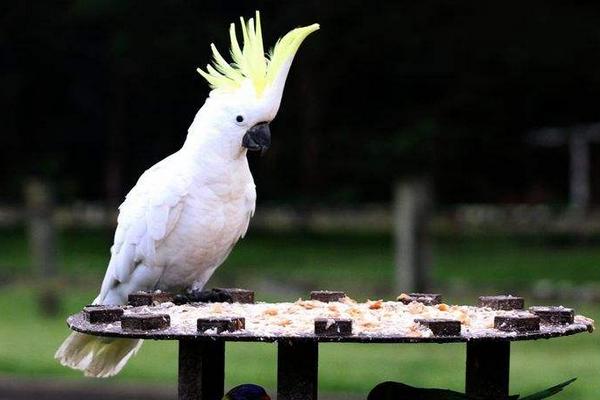 中型鸚鵡有哪些品種 哪些鸚鵡買了不犯法