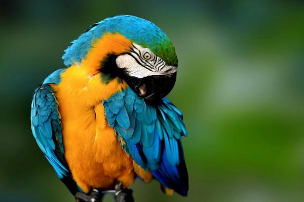 中型鸚鵡有哪些品種 哪些鸚鵡買了不犯法