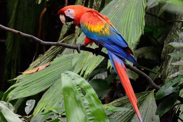 中型鸚鵡有哪些品種 哪些鸚鵡買了不犯法