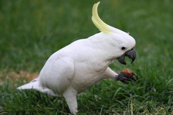 中型鸚鵡有哪些品種 哪些鸚鵡買了不犯法