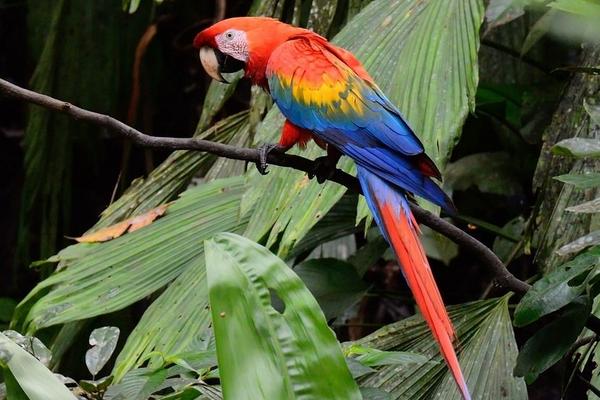 鸚鵡飛走了還能回來嗎 鸚鵡身上有寄生蟲嗎