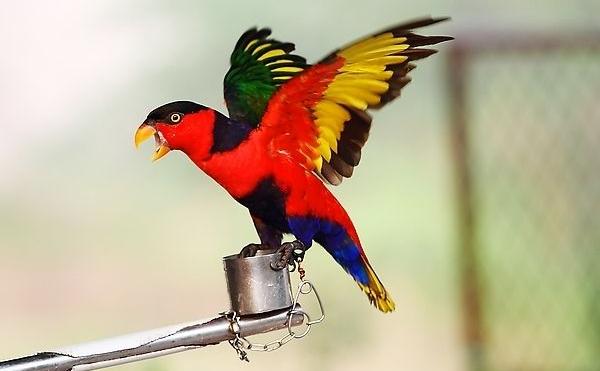 鸚鵡飛走了還能回來嗎 鸚鵡身上有寄生蟲嗎