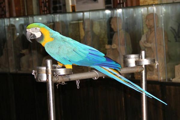 鸚鵡飛走了還能回來嗎 鸚鵡身上有寄生蟲嗎