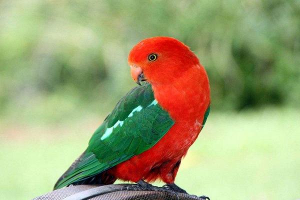 鸚鵡飛走了還能回來嗎 鸚鵡身上有寄生蟲嗎