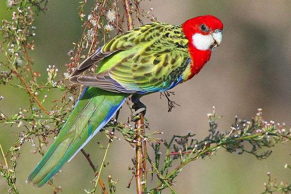 鸚鵡飛走了還能回來嗎 鸚鵡身上有寄生蟲嗎