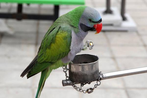 鸚鵡飛走了還能回來嗎 鸚鵡身上有寄生蟲嗎