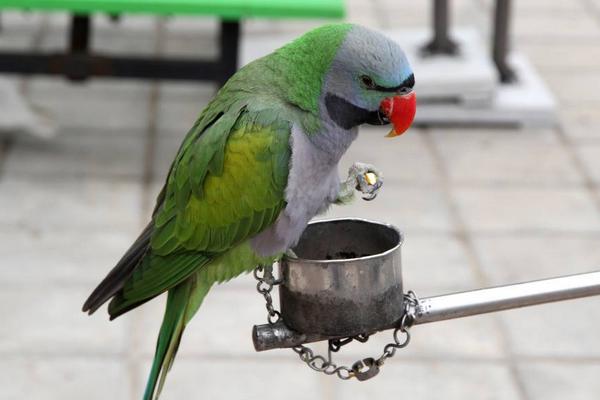 鸚鵡討厭主人的表現怎樣 什么鸚鵡最親人的