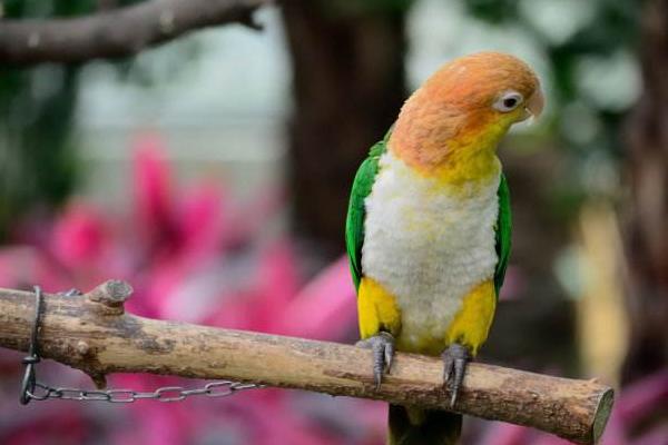 鸚鵡討厭主人的表現怎樣 什么鸚鵡最親人的