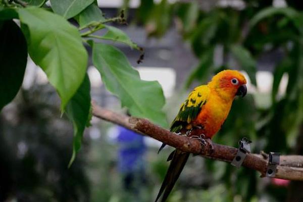 鸚鵡討厭主人的表現怎樣 什么鸚鵡最親人的
