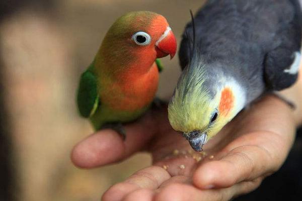 鸚鵡討厭主人的表現怎樣 什么鸚鵡最親人的