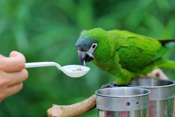 鸚鵡討厭主人的表現怎樣 什么鸚鵡最親人的