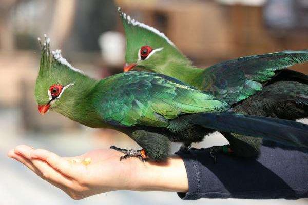 鸚鵡討厭主人的表現怎樣 什么鸚鵡最親人的