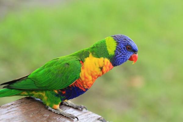 鸚鵡是保護動物嗎 養鸚鵡犯法嗎