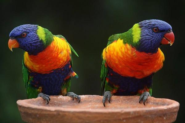 鸚鵡是保護(hù)動(dòng)物嗎 養(yǎng)鸚鵡犯法嗎