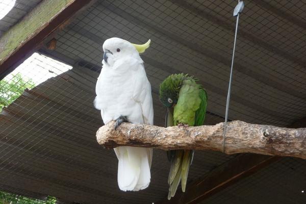 鸚鵡是保護(hù)動(dòng)物嗎 養(yǎng)鸚鵡犯法嗎