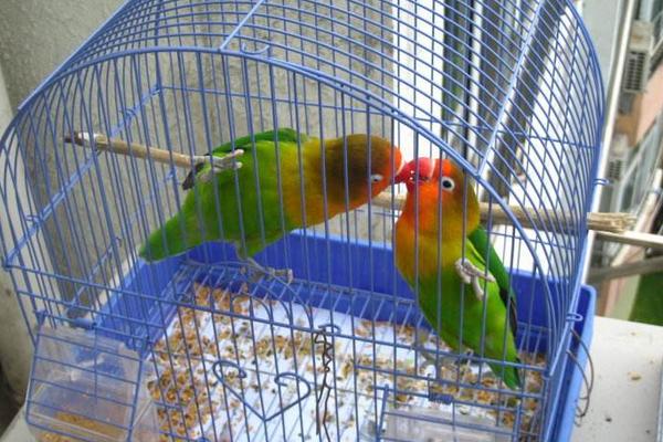 鸚鵡是保護(hù)動(dòng)物嗎 養(yǎng)鸚鵡犯法嗎