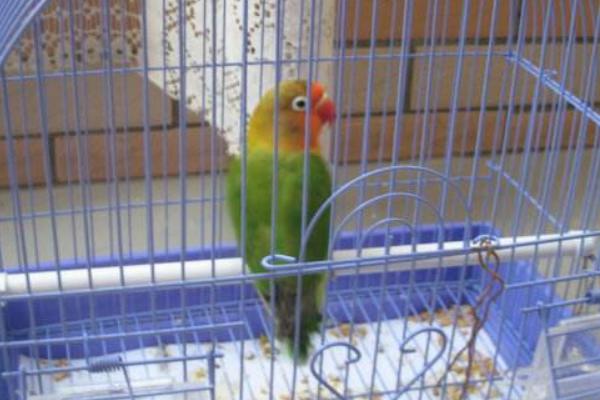 鸚鵡是保護(hù)動(dòng)物嗎 養(yǎng)鸚鵡犯法嗎