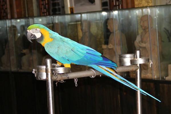 鸚鵡是保護(hù)動(dòng)物嗎 養(yǎng)鸚鵡犯法嗎