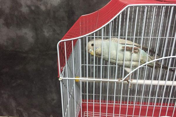 鸚鵡怎么養(yǎng) 養(yǎng)鸚鵡的危害是什么 鸚鵡吃什么食物