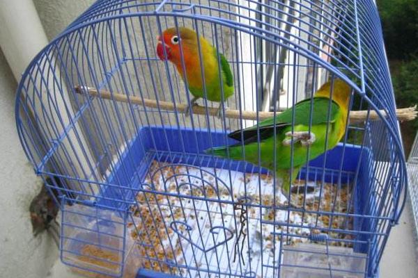 鸚鵡怎么養 養鸚鵡的危害是什么 鸚鵡吃什么食物