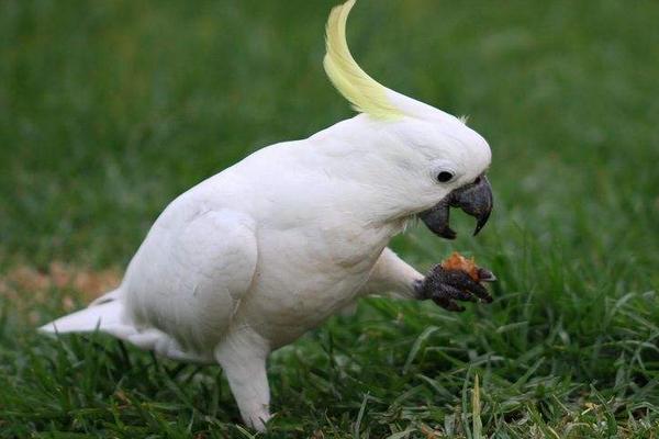 鸚鵡怎么養 養鸚鵡的危害是什么 鸚鵡吃什么食物