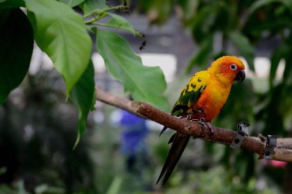 鸚鵡怎么養 養鸚鵡的危害是什么 鸚鵡吃什么食物