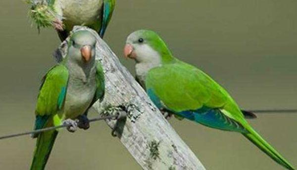 和尚鸚鵡市場價格多少錢一只 和尚鸚鵡怎么訓練躺手