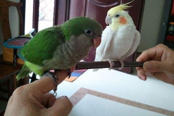 和尚鸚鵡市場價格多少錢一只 和尚鸚鵡怎么訓練躺手