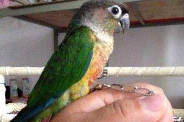 和尚鸚鵡市場價格多少錢一只 和尚鸚鵡怎么訓練躺手