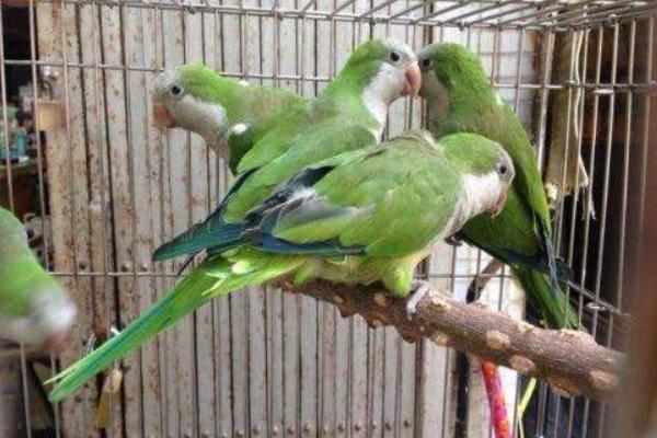 和尚鸚鵡市場價格多少錢一只 和尚鸚鵡怎么訓練躺手