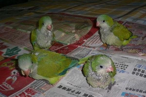 和尚鸚鵡市場價格多少錢一只 和尚鸚鵡怎么訓練躺手