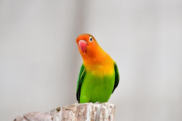 牡丹鸚鵡怎么看年齡 牡丹鸚鵡壽命有多長