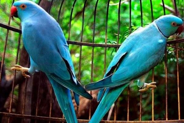 藍月輪鸚鵡市場價格多少錢一只 月輪鸚鵡優缺點