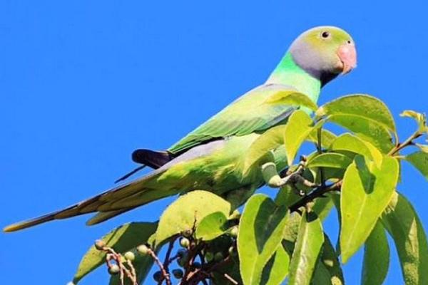 藍月輪鸚鵡市場價格多少錢一只 月輪鸚鵡優缺點