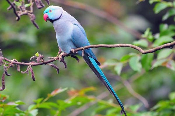 藍月輪鸚鵡市場價格多少錢一只 月輪鸚鵡優缺點