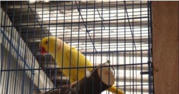 藍月輪鸚鵡市場價格多少錢一只 月輪鸚鵡優缺點