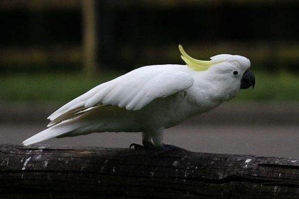 小葵花鳳頭鸚鵡市場價格多少錢一只 葵花鳳頭鸚鵡養(yǎng)殖方法